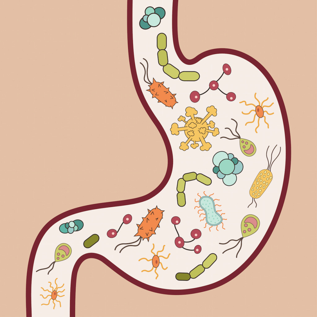 Human stomach with viruses and bacteria. Vector illustration